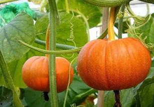 金乡最新大瓜爆料,最新大瓜爆料揭秘惊人内幕